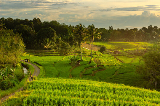 view of a small village with beautiful rice fields at sunset in Indonesia