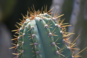 Queen of the night, Cereus repandus or Cereus peruvianus, the Peruvian apple cactus, is a large, erect, thorny columnar cactus found in South America. It is also known as giant club cactus, hedge cact