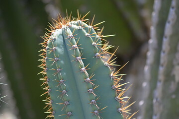 Queen of the night, Cereus repandus or Cereus peruvianus, the Peruvian apple cactus, is a large, erect, thorny columnar cactus found in South America. It is also known as giant club cactus, hedge cact