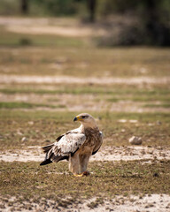 Tawny eagle or Aquila rapax on ground in open field at tal chhapar sanctuary rajasthan India