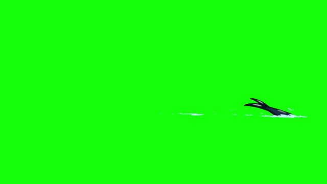 Dolphin swims and jumps in the water 4K chroma key