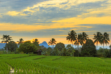 Fototapeta na wymiar the view of the morning sky in the green rice fields in Indonesia