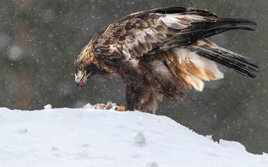 Eagle in a snowstorm