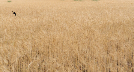 Swallow flying low and fast over a summer wheat field. Concept of freedom.