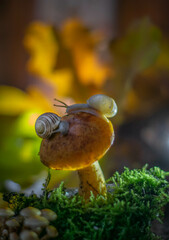 Snails sit on a mushroom in the autumn forest against a background of yellow leaves