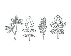 Linear wildflowers set. Hand drawing flowers and leaves. Vector illustration