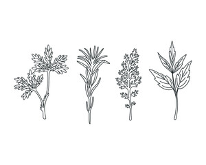Hand drawing wildflowers and herbs. Vector illustration