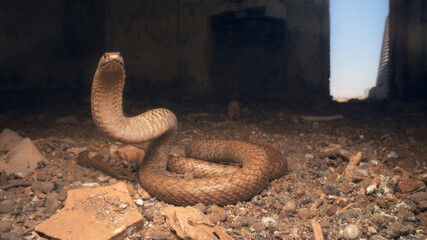 Wild western brown snake (Pseudonaja nuchalis) in defensive pose inside derelict, ruined building