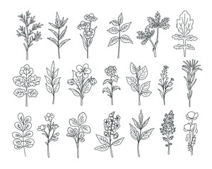 Natural herbs and wildflowers. Hand drawing big set. Vector illustration