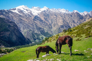 Fototapeta na wymiar Two horses graze in a meadow in the mountains