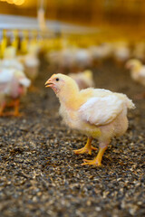 Little yellow chicken in the farmyard. Chick with the first real feathers. Chick on the ground in bokeh effect.