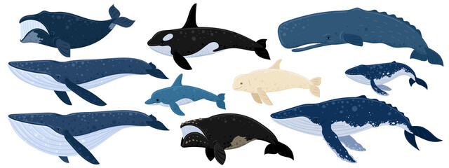 Cartoon set of whales. Beluga, killer whale, humpback whale, cachalot, blue whale, dolphin, bowhead, southern right whale, sperm hale. Underwater world, Marine life © Tatyana