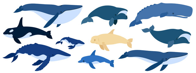 Cartoon set of whales. Beluga, killer whale, humpback whale, cachalot, blue whale, dolphin, bowhead, southern right whale, sperm hale. Underwater world, Marine life.