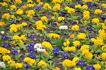 Day view of the Jardin des Tuileries garden, Paris
