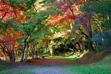 色付き始める公園