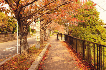 秋散歩
