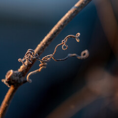 stem of wild grape plant covered with frost in cold Autumn morning sunrise light. Dark blue blurry background