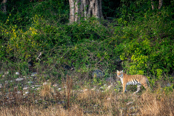 wild female tiger or tigress with eye contact on morning stroll in natural green background from foothills of himalaya or terai forest of uttarakhand india - panthera tigris tigris