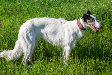 side view of a lean greyhound