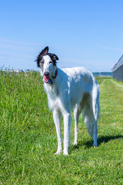 barsoy standing on a meadow