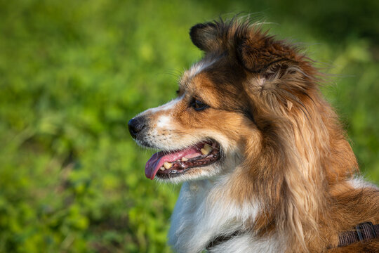 portrait of a cute shelti mix