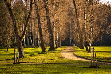 Path in the park lined with trees