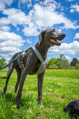 weimaraner dog standing on a meadow