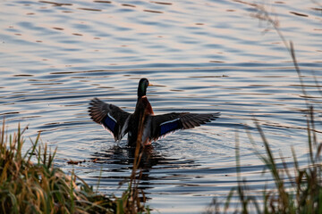 Wild gray duck close-up swimming in the water. A male migratory gray-brown duck spreads its wings