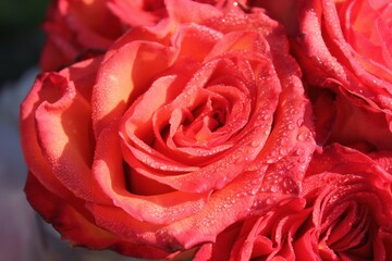 close up of a red rose