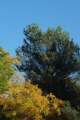 A close-up on a tree during autumn.