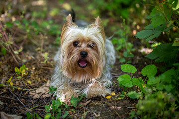 Portrait of a Little Yorkshire Terrier posing an grass. Yorkie Dog. © Krasi Kanchev
