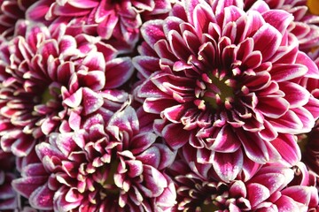 chrysanthemum flowers
