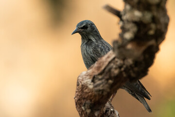 mirlo común  (Turdus merula)