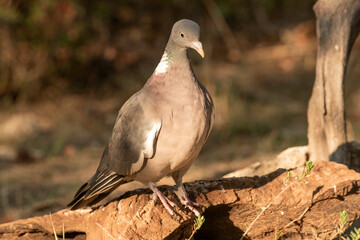 paloma torcaz posada en el suelo del bosque mediterráneo  (Columba palumbus)​