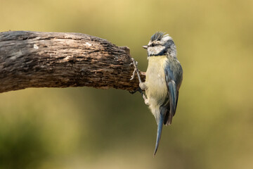 herrerillo común posado en el borde de un tronco en postura simpática (Cyanistes caeruleus)