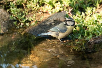 herrerillo común posado en el borde de la charca del bosque (Cyanistes caeruleus)