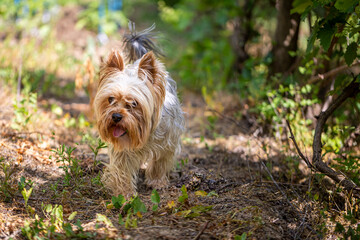 Portrait of a Little Yorkshire Terrier posing an grass. Yorkie Dog. © Krasi Kanchev