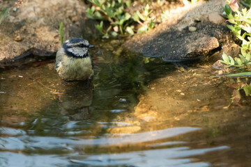 herrerillo común bañándose en el estanque del bosque mediterráneo (Cyanistes caeruleus)  Ronda Málaga Andalucía España	
