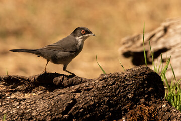 curruca cabecinegra​ o curruca de los brunos (Sylvia melanocephala) 