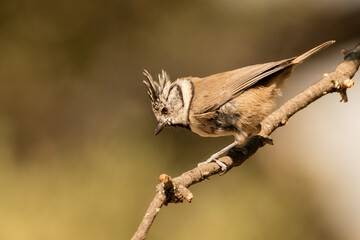  herrerillo capuchino posado en una rama seca (Lophophanes cristatus)