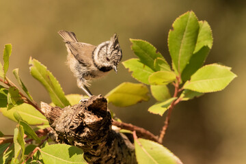  herrerillo capuchino posado sobre una rama con hojas verdes (Lophophanes cristatus)