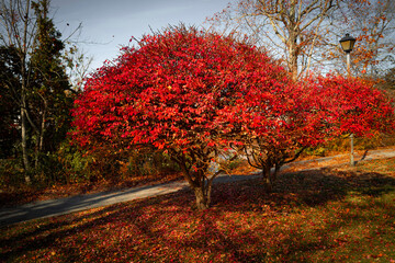 Red Burning Bush tree in the park. Autumn foliages of vibrant colors in the Brewster Gardens in Plymouth, Massachusetts.
