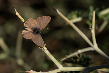 mariposa marrón posada en un tallo