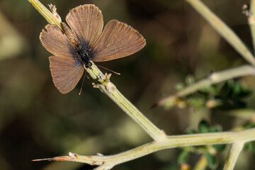 mariposa marrón en un tallo de espinos 