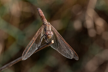 libélula caballito del diablo posado en una rana y fondo verde (suborden Anisoptera) Marbella Málaga Andalucía España	