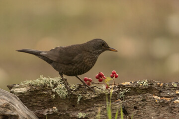 mirlo común  (Turdus merula) en un tronco con musgo y vallas rojas 