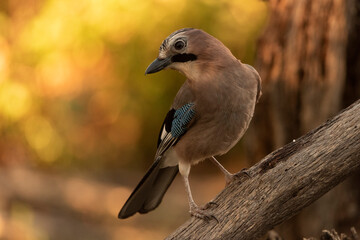 arrendajo euroasiático posado en una rama (Garrulus glandarius) 