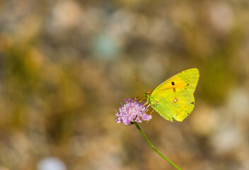 Yellow and green butterfly