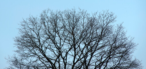 Arbre hivernal à Villereversure, Ain, France