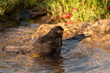 mirlo común  bañándose en la charca del bosque (Turdus merula)  Ronda Málaga Andalucía España	